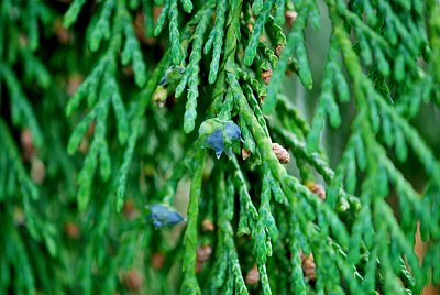 Chamaecyparis nootkatensis - cypřišek nutkajský - květ a list (jehlice)